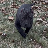 Vegas, a male American Bully for sale in Pikesville, MD – Photo 2 of 6