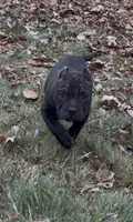 Vegas, a male American Bully for sale in Pikesville, MD – Photo 6 of 10