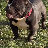 Vegas, a male American Bully for sale in Pikesville, MD – Photo 6 of 6