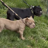 Vegas, a male American Bully for sale in Pikesville, MD – Photo 4 of 6