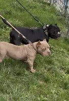 Vegas, a male American Bully for sale in Pikesville, MD – Photo 8 of 10