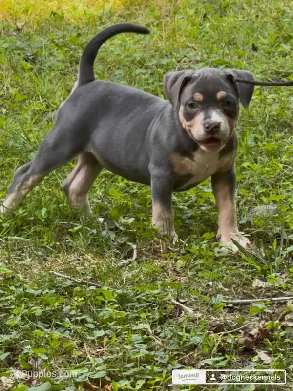 Xena ( Blue tri female American Bully) – American Bully puppy for sale in Pikesville, MD