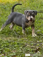 Xena ( Blue tri female American Bully), a female American Bully for sale in Pikesville, MD – 1 of 3