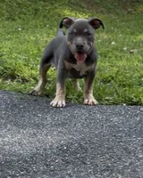 Enzo (Blue Tri American Bully), a male American Bully for sale in Pikesville, MD – 4 of 4