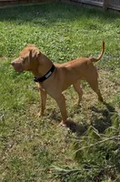 Tyson , a male American Bulldog and American Mastiff for sale in Pikesville, MD – 2 of 5