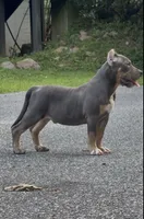 Enzo (Blue Tri American Bully), a male American Bully for sale in Pikesville, MD – 5 of 6