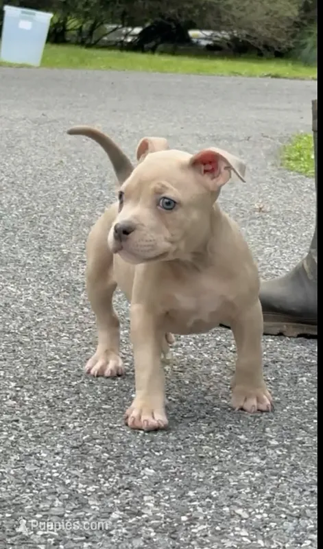 Tino (Blue Fawn male American Bully) – American Bully puppy for sale in Pikesville, MD