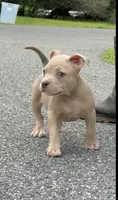 Tino (Blue Fawn male American Bully), a male American Bully for sale in Pikesville, MD – 1 of 8
