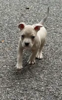 Tino (Blue Fawn male American Bully), a male American Bully for sale in Pikesville, MD – 5 of 8