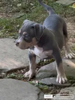 Xena ( Blue tri female American Bully), a female American Bully for sale in Pikesville, MD – 2 of 3