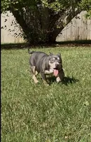 Xena ( Blue tri female American Bully), a female American Bully for sale in Pikesville, MD – 2 of 8