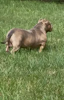GHOST (Pocket American Bully), a male American Bully for sale in Pikesville, MD – 3 of 8