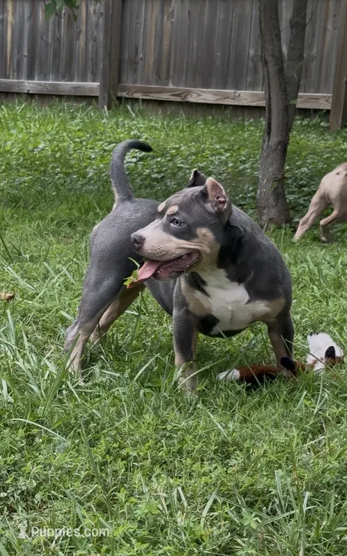 Xena ( Blue tri female American Bully) – American Bully puppy for sale in Pikesville, MD
