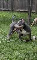 Xena ( Blue tri female American Bully), a female American Bully for sale in Pikesville, MD – 1 of 10