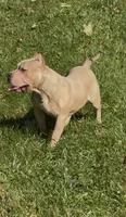Tino (Blue Fawn male American Bully), a male American Bully for sale in Pikesville, MD – 2 of 7
