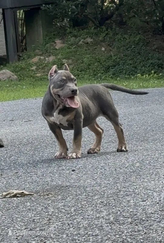 Enzo (Blue Tri American Bully) – American Bully puppy for sale in Pikesville, MD