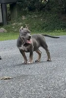 Enzo (Blue Tri American Bully), a male American Bully for sale in Pikesville, MD – 1 of 6