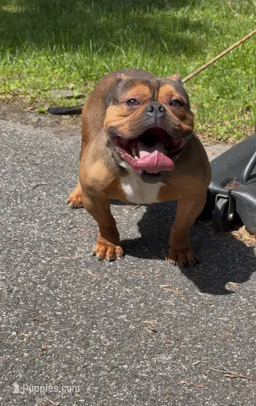 Soldier – American Bully puppy for sale in Pikesville, MD