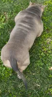 GHOST (Pocket American Bully), a male American Bully for sale in Pikesville, MD – 8 of 8