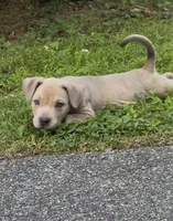 SIMBA (American Bully), a male American Bully for sale in Pikesville, MD – 6 of 8