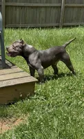 Mega, a male American Bulldog and American Bully for sale in Pikesville, MD – 4 of 9