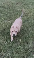 Tino (Blue Fawn male American Bully), a male American Bully for sale in Pikesville, MD – 7 of 7