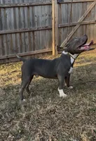 Mega, a male American Bulldog and American Bully for sale in Pikesville, MD – Photo 4 of 8