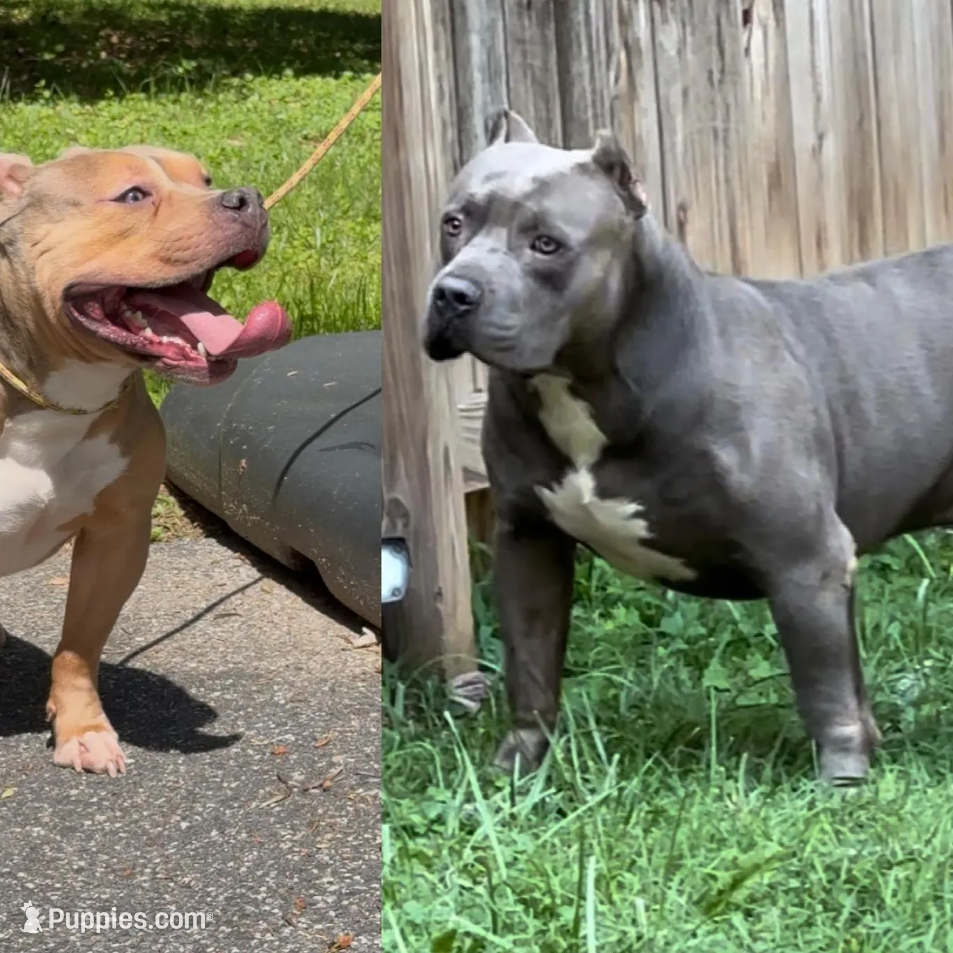 Mega, a male American Bulldog and American Bully for sale in Pikesville, MD – Photo 8 of 8