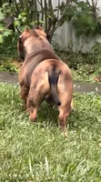 Soldier, a male American Bully for sale in Pikesville, MD – 6 of 6