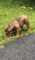 Soldier, a male American Bully for sale in Pikesville, MD – 2 of 6