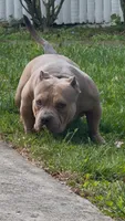 GHOST (Pocket American Bully), a male American Bully for sale in Pikesville, MD – 2 of 8