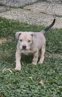 SIMBA (American Bully), a male American Bully for sale in Pikesville, MD – 5 of 8