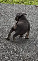 Enzo (Blue Tri American Bully), a male American Bully for sale in Pikesville, MD – 5 of 7