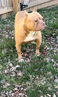 Venus , a female American Bulldog for sale in Pikesville, MD – 2 of 5
