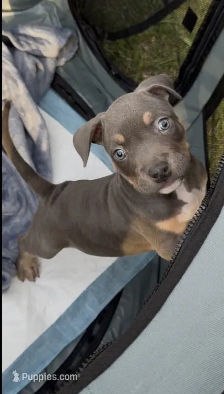 Enzo (Blue Tri American Bully) – American Bully puppy for sale in Pikesville, MD