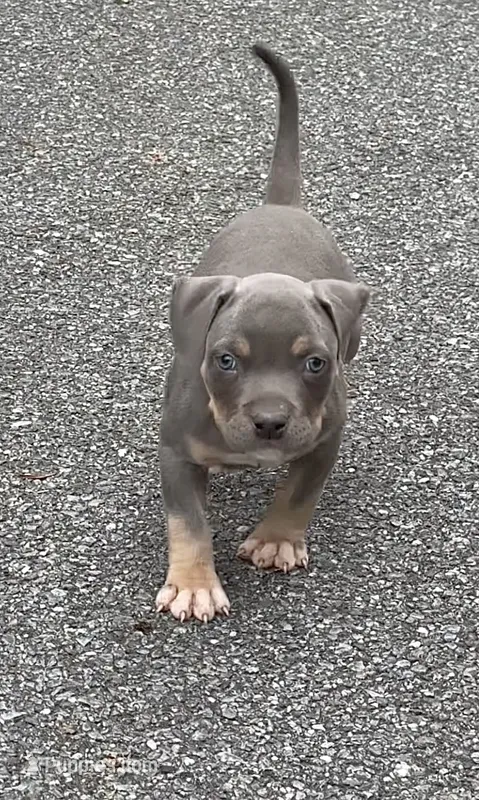 Enzo (Blue Tri American Bully) – American Bully puppy for sale in Pikesville, MD