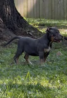 Enzo (Blue Tri American Bully), a male American Bully for sale in Pikesville, MD – 2 of 4