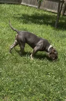 Mega, a male American Bulldog and American Bully for sale in Pikesville, MD – 2 of 9