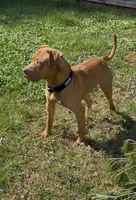 Tyson , a male American Bulldog and American Mastiff for sale in Pikesville, MD – 4 of 5