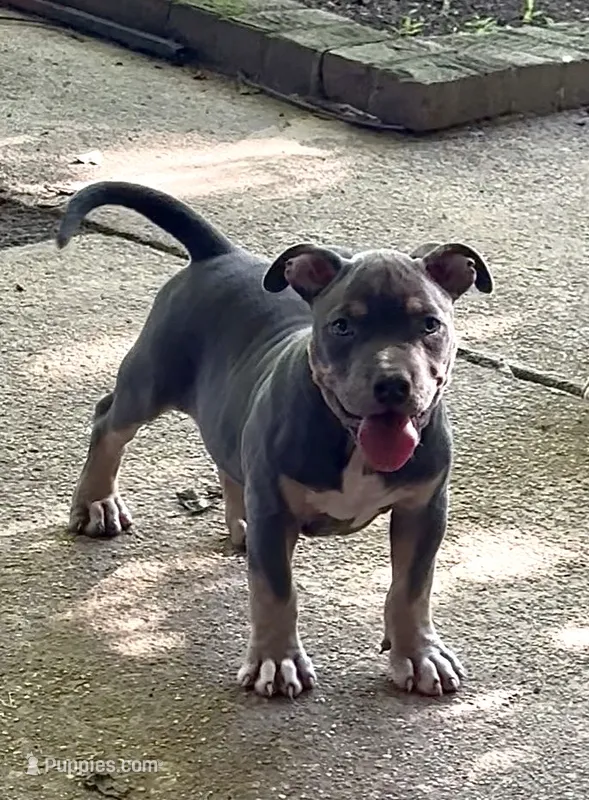 Enzo (Blue Tri American Bully) – American Bully puppy for sale in Pikesville, MD