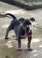 Enzo (Blue Tri American Bully), a male American Bully for sale in Pikesville, MD – 1 of 4