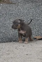 Enzo (Blue Tri American Bully), a male American Bully for sale in Pikesville, MD – 2 of 7