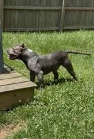 Mega, a male American Bulldog and American Bully for sale in Pikesville, MD – 8 of 9
