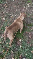 Venus , a female American Bulldog for sale in Pikesville, MD – 4 of 5