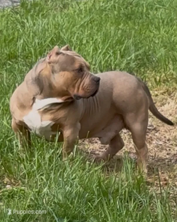GHOST (Pocket American Bully) – American Bully puppy for sale in Pikesville, MD