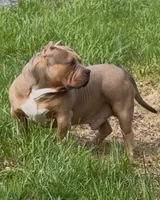 GHOST (Pocket American Bully), a male American Bully for sale in Pikesville, MD – 1 of 8