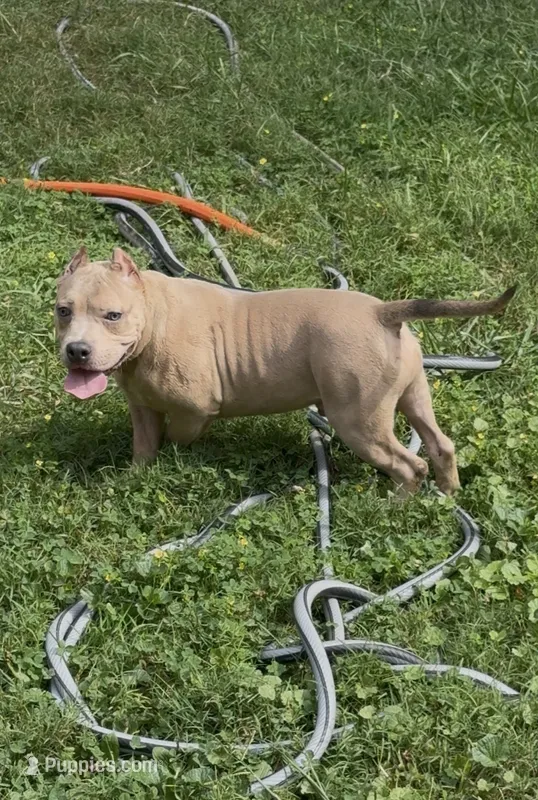 Tino (Blue Fawn male American Bully) – American Bully puppy for sale in Pikesville, MD