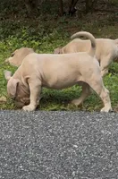 SEMMI (American Bully Puppy), a male American Bully for sale in Pikesville, MD – 4 of 4