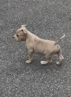Tino (Blue Fawn male American Bully), a male American Bully for sale in Pikesville, MD – 7 of 8