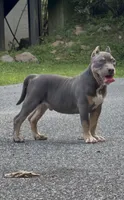 Enzo (Blue Tri American Bully), a male American Bully for sale in Pikesville, MD – 4 of 6